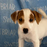 Heath JRT, a male Parson Russell Terrier for sale in Birmingham, AL – Photo 4 of 8