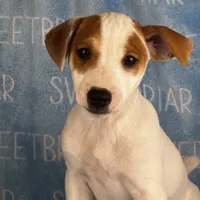 Heath JRT, a male Parson Russell Terrier for sale in Birmingham, AL – Photo 1 of 8