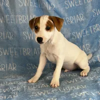 Heath JRT, a male Parson Russell Terrier for sale in Birmingham, AL – Photo 3 of 8