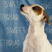 Heath JRT, a male Parson Russell Terrier for sale in Birmingham, AL – Photo 7 of 8