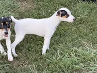Gabby JRT, a female Parson Russell Terrier for sale in Birmingham, AL – 5 of 5