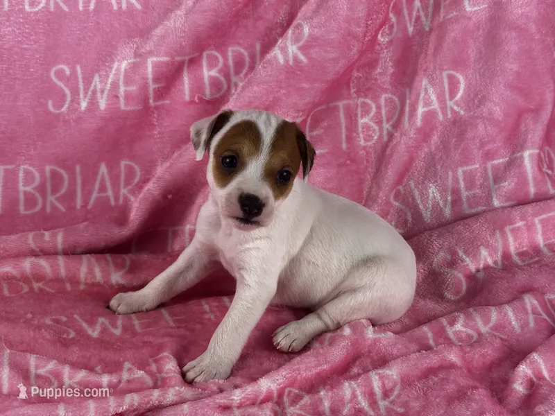 Poppy  – Jack Russell Terrier puppy for sale in Birmingham, AL