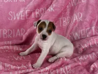 Poppy , a female Jack Russell Terrier for sale in Birmingham, AL – 1 of 5