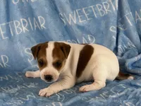 Parker , a male Jack Russell Terrier for sale in Birmingham, AL – 3 of 5