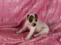 Poppy , a female Jack Russell Terrier for sale in Birmingham, AL – 3 of 5