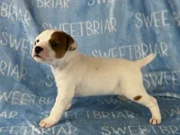 Petey, a male Jack Russell Terrier for sale in Birmingham, AL – 3 of 5