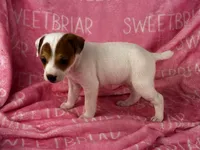 Poppy JRT , a female Parson Russell Terrier for sale in Birmingham, AL – 3 of 6