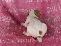 Dixie JRT, a female Parson Russell Terrier for sale in Birmingham, AL – 6 of 7