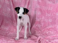 Gabby JRT, a female Parson Russell Terrier for sale in Birmingham, AL – 2 of 5