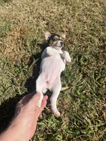 Ellie Mae, a female Jack Russell Terrier for sale in Birmingham, AL – Photo 7 of 7