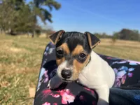 Ellie Mae, a female Jack Russell Terrier for sale in Birmingham, AL – Photo 4 of 7
