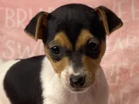 Ellie Mae, a female Jack Russell Terrier for sale in Birmingham, AL – Photo 2 of 7