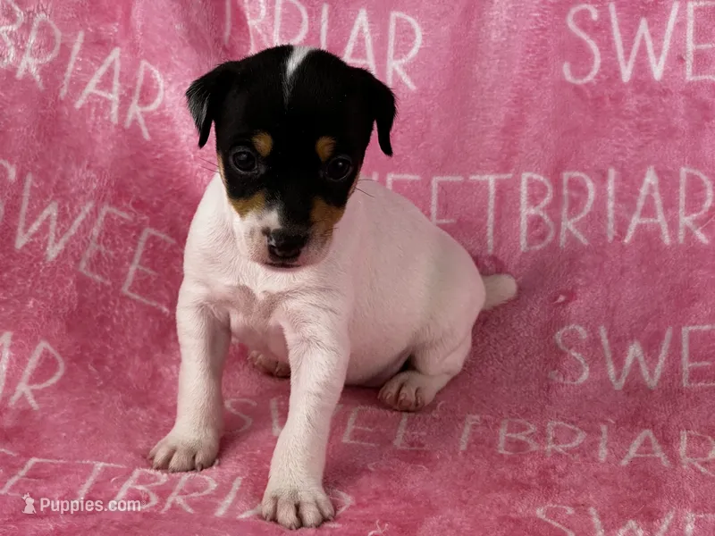Stella JRT – Parson Russell Terrier puppy for sale in Birmingham, AL