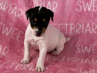 Stella JRT, a female Parson Russell Terrier for sale in Birmingham, AL – 3 of 6