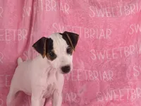Gabby , a female Jack Russell Terrier for sale in Birmingham, AL – 2 of 3