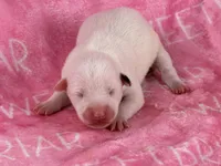 Rachel’s pups, a female Jack Russell Terrier for sale in Birmingham, AL – Photo 2 of 4