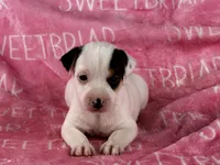 Piper , a female Jack Russell Terrier for sale in Birmingham, AL – 1 of 5