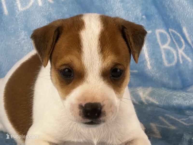 Parker  – Jack Russell Terrier puppy for sale in Birmingham, AL