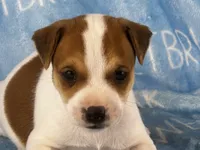 Parker , a male Jack Russell Terrier for sale in Birmingham, AL – 1 of 5