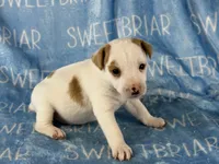 Jackson JRT, a male Parson Russell Terrier for sale in Birmingham, AL – 2 of 5