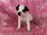 Gabby JRT, a female Parson Russell Terrier for sale in Birmingham, AL – 4 of 6