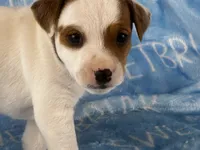 Porter JRT, a male Parson Russell Terrier for sale in Birmingham, AL – 6 of 6