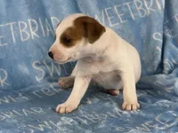 Patch, a male Jack Russell Terrier for sale in Birmingham, AL – 4 of 7