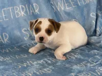 Patch, a male Jack Russell Terrier for sale in Birmingham, AL – 6 of 7