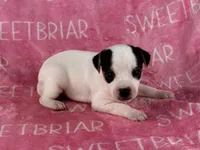 Gabby JRT, a female Parson Russell Terrier for sale in Birmingham, AL – 3 of 6