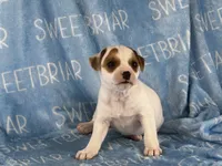 Patch, a male Jack Russell Terrier for sale in Birmingham, AL – 7 of 7