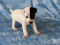 Sawyer JRT, a male Parson Russell Terrier for sale in Birmingham, AL – 5 of 6
