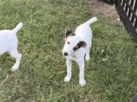 Piper , a female Parson Russell Terrier for sale in Birmingham, AL – 6 of 7