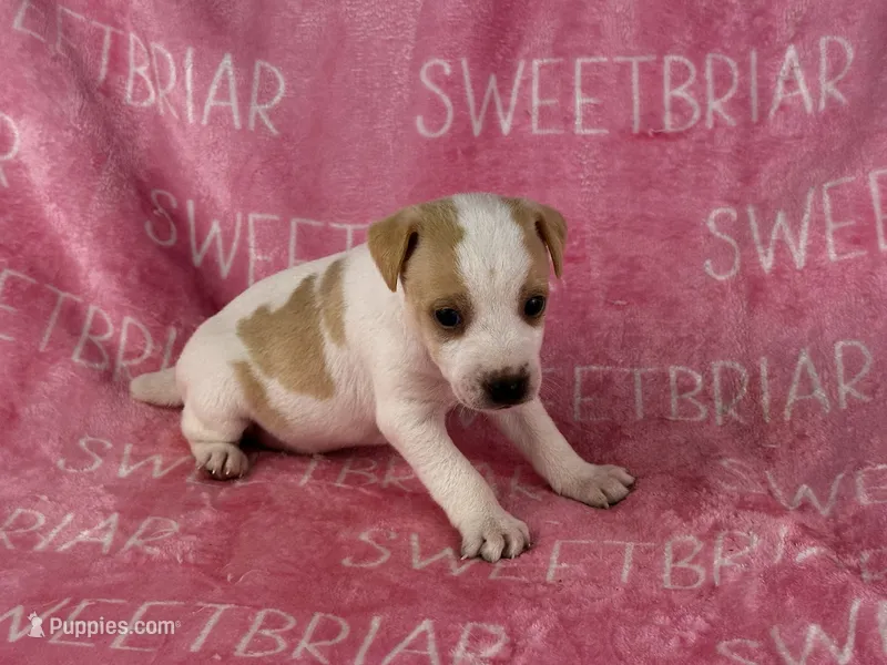 Dixie  – Jack Russell Terrier puppy for sale in Birmingham, AL