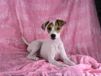 Poppy , a female Jack Russell Terrier for sale in Birmingham, AL – 2 of 3