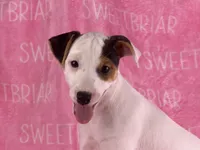 Piper , a female Parson Russell Terrier for sale in Birmingham, AL – 2 of 7