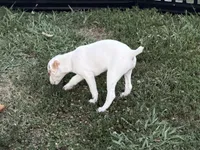 Pistol, a male Jack Russell Terrier for sale in Birmingham, AL – 6 of 9