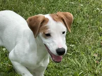 Zach JRT, a male Parson Russell Terrier for sale in Birmingham, AL – Photo 3 of 8