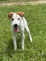 Zach JRT, a male Parson Russell Terrier for sale in Birmingham, AL – Photo 2 of 8