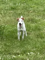 Zach JRT, a male Parson Russell Terrier for sale in Birmingham, AL – Photo 8 of 8