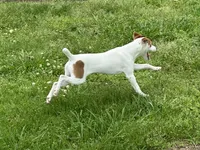Zach JRT, a male Parson Russell Terrier for sale in Birmingham, AL – Photo 6 of 8