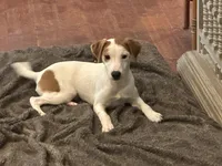 Zach JRT, a male Parson Russell Terrier for sale in Birmingham, AL – Photo 1 of 8