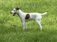 Zach JRT, a male Parson Russell Terrier for sale in Birmingham, AL – Photo 4 of 8