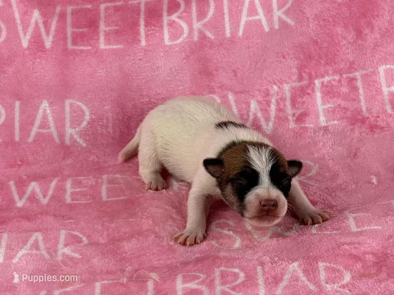 Alabama JRT pups