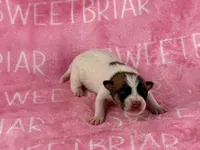 Alabama JRT pups, a female Parson Russell Terrier for sale in Birmingham, AL – Photo 1 of 2
