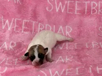 Alabama JRT pups, a female Parson Russell Terrier for sale in Birmingham, AL – Photo 2 of 2