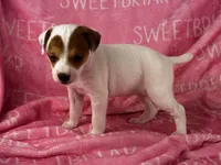 Poppy JRT , a female Parson Russell Terrier for sale in Birmingham, AL – 5 of 6