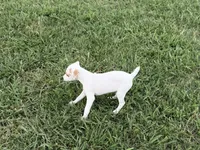 Pistol JRT, a male Parson Russell Terrier for sale in Birmingham, AL – 8 of 8