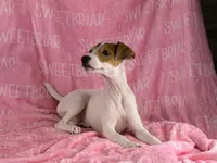 Poppy JRT , a female Parson Russell Terrier for sale in Birmingham, AL – 3 of 4