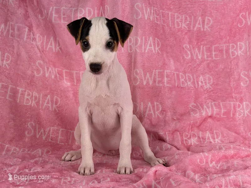 Gabby  – Jack Russell Terrier puppy for sale in Birmingham, AL