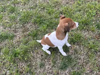 Chloe JRT, a female Parson Russell Terrier for sale in Birmingham, AL – Photo 6 of 10